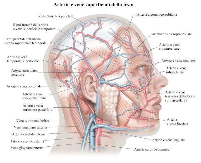 Fig. 3 - Circolazione Superficiale Arteriosa e Venosa della Testa. 